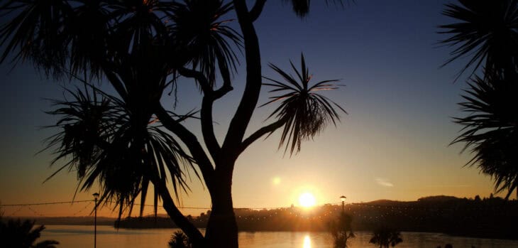 Cabbage Tree (Cordyline australis)