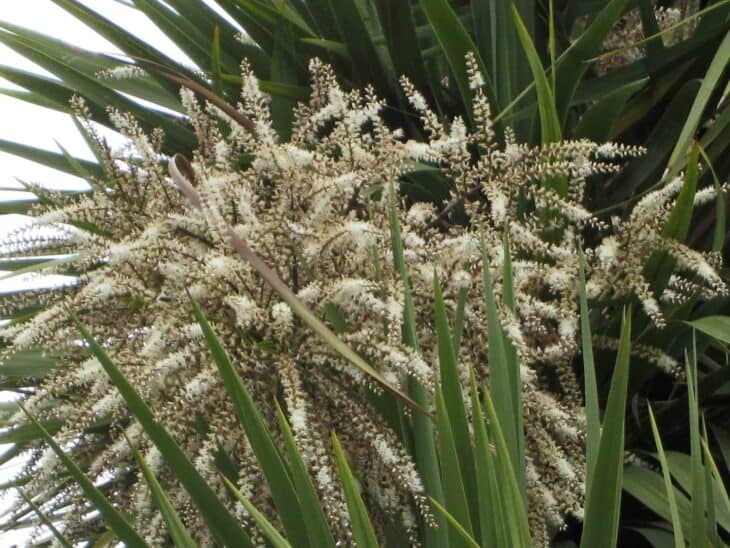 Cabbage Tree (Cordyline australis)