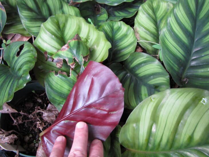 Calathea orbifolia