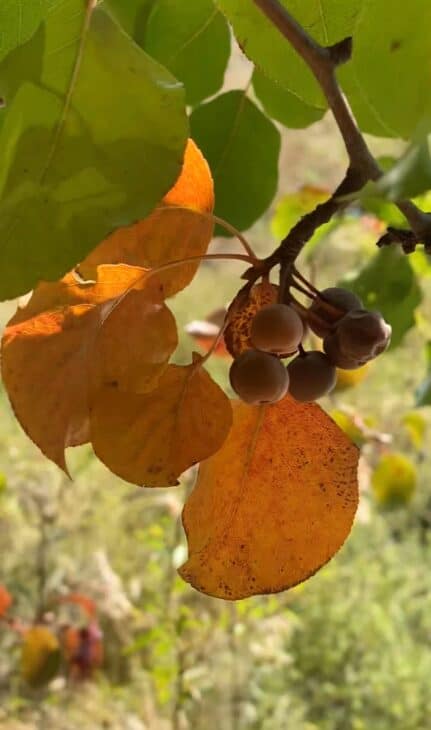 Callery Pear (Pyrus calleryana)