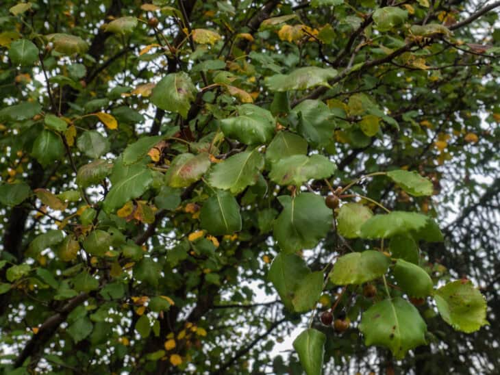 Callery Pear (Pyrus calleryana)