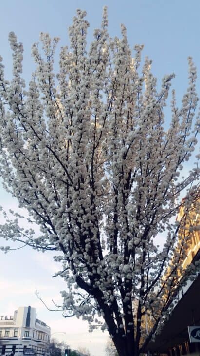 Callery Pear (Pyrus calleryana)