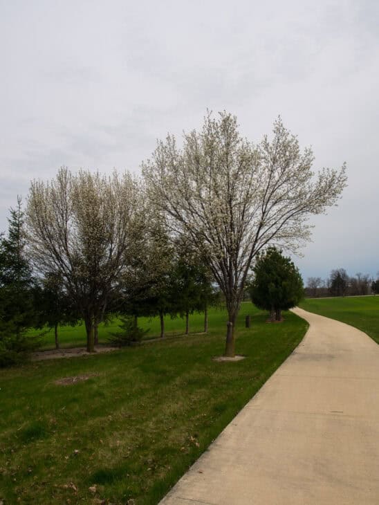 Callery Pear (Pyrus calleryana)