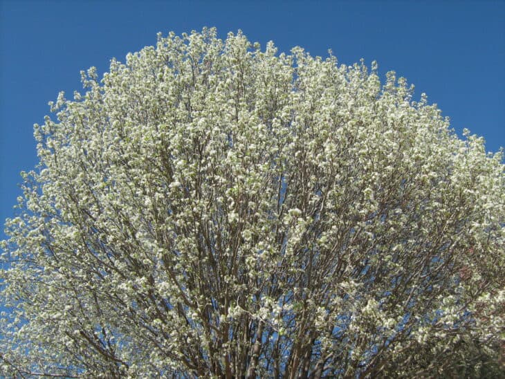 Callery Pear (Pyrus calleryana)