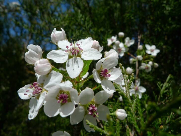 Callery Pear (Pyrus calleryana)