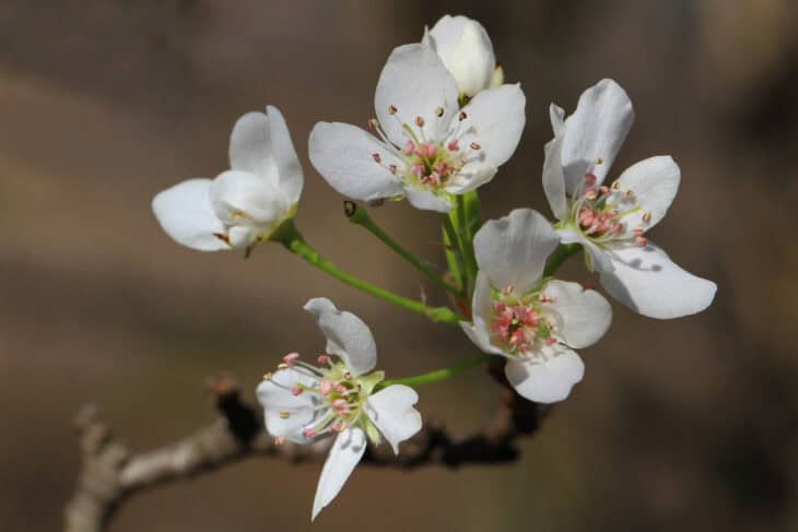 Callery Pear (Pyrus calleryana)