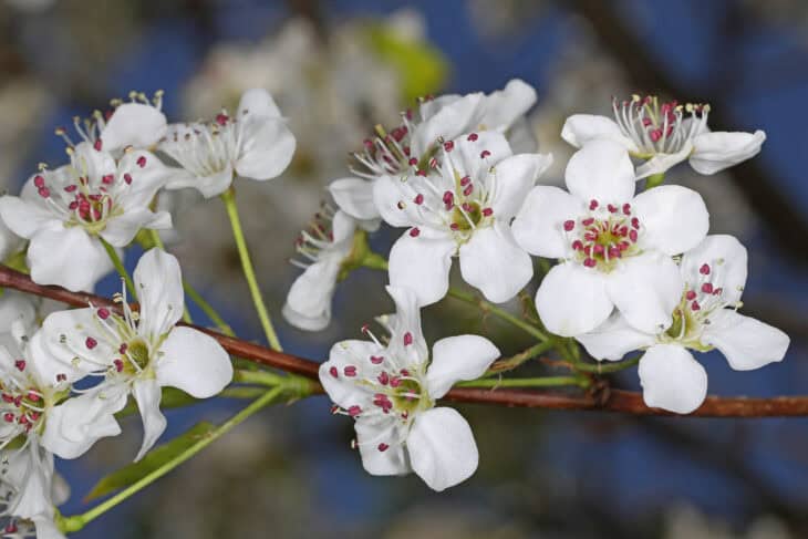 Callery Pear (Pyrus calleryana)