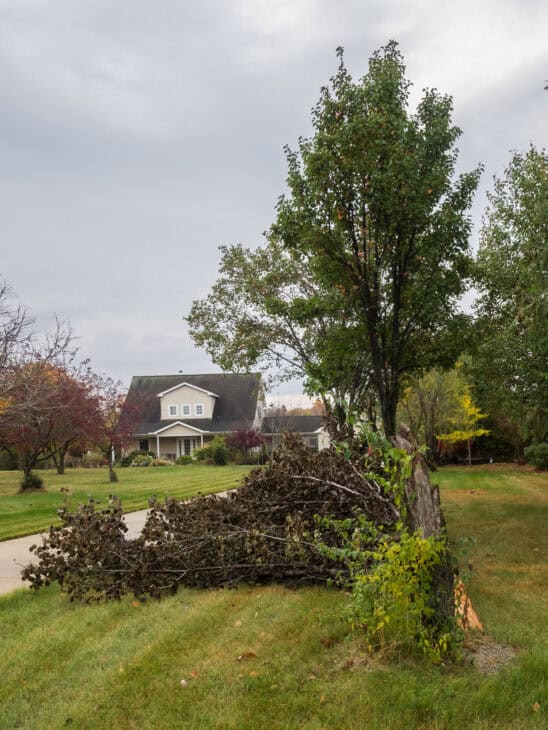 Callery Pear (Pyrus calleryana)