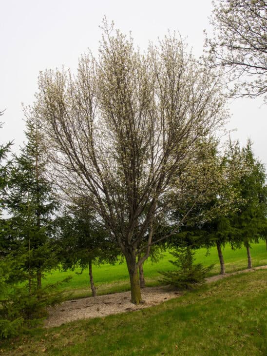 Callery Pear (Pyrus calleryana)