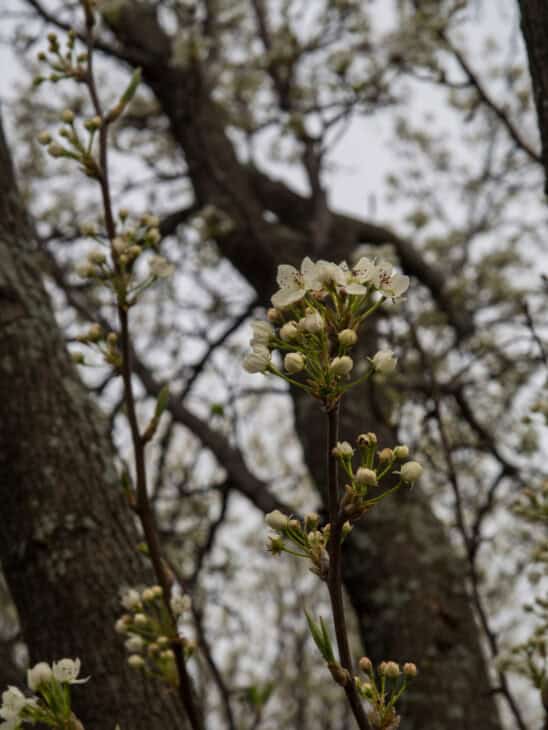 Callery Pear (Pyrus calleryana)