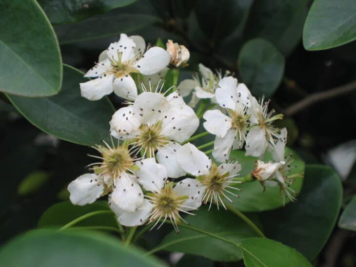 Callery Pear (Pyrus calleryana)