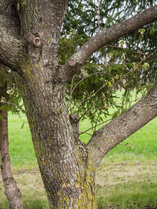 Callery Pear (Pyrus calleryana)
