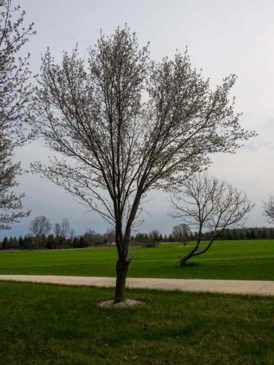Callery Pear (Pyrus calleryana)