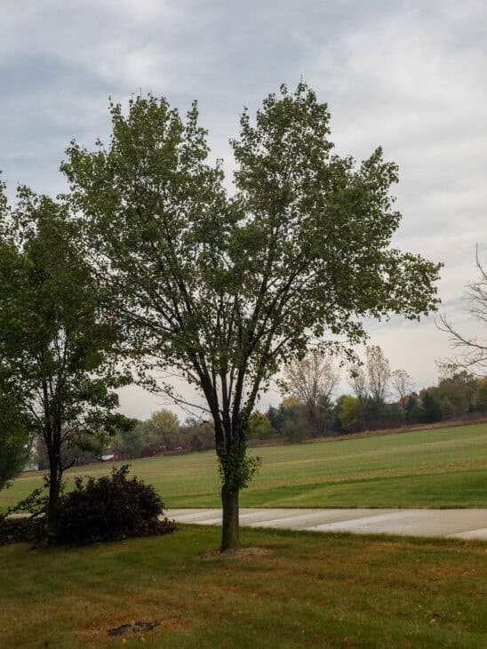 Callery Pear (Pyrus calleryana)