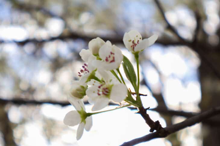 Callery Pear (Pyrus calleryana)