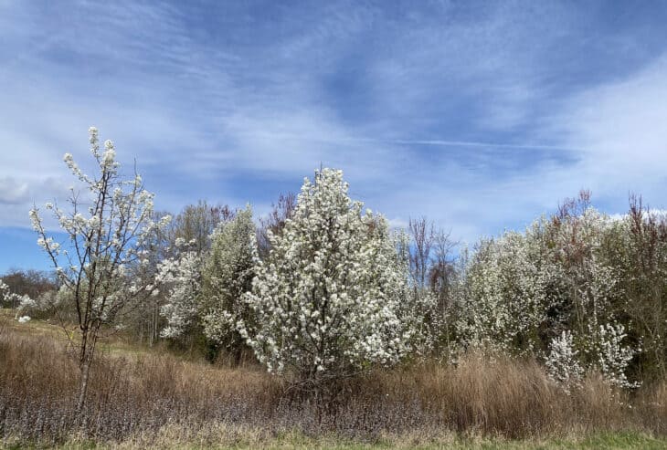 Callery Pear (Pyrus calleryana)