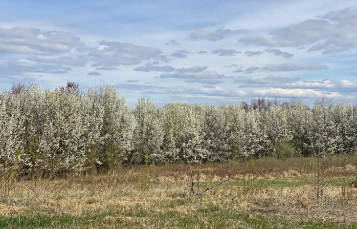 Callery Pear (Pyrus calleryana)
