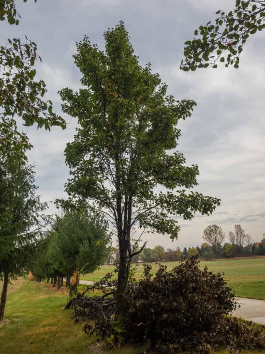 Callery Pear (Pyrus calleryana)