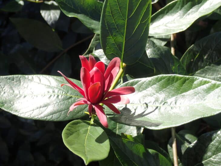 Calycanthus occidentalis