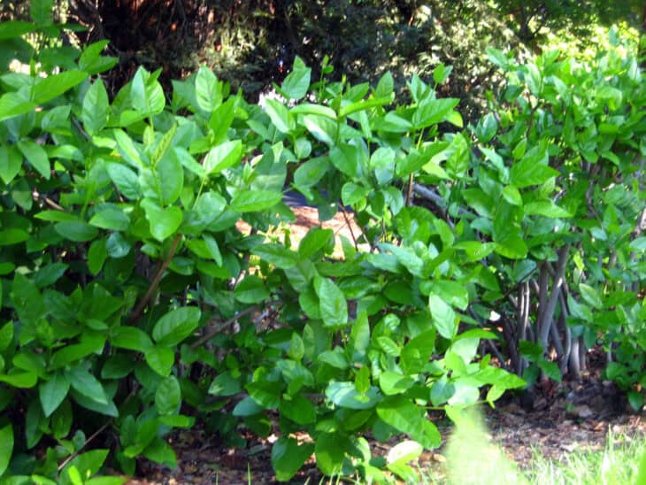 Calycanthus occidentalis