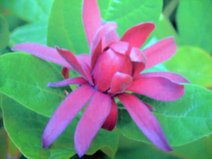 Calycanthus occidentalis