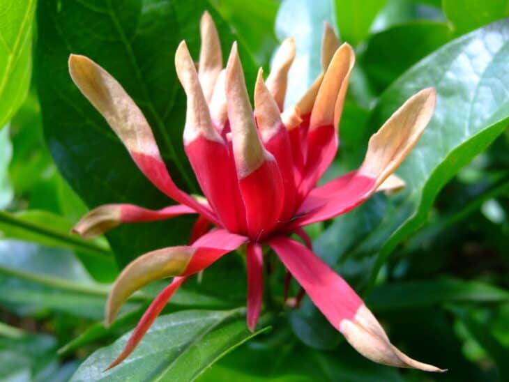 Calycanthus occidentalis