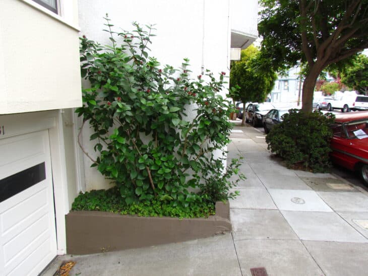 Calycanthus occidentalis