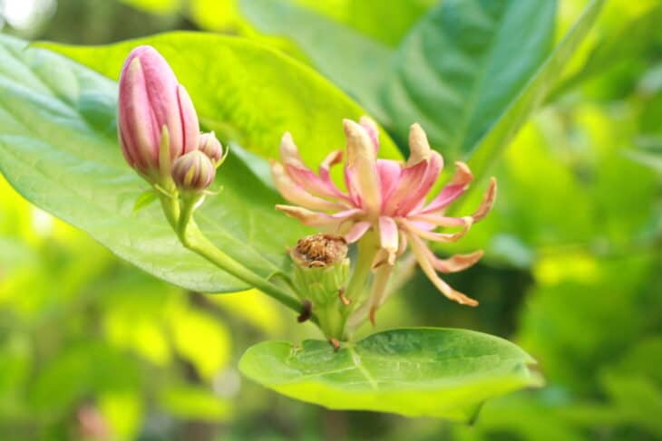 Calycanthus occidentalis