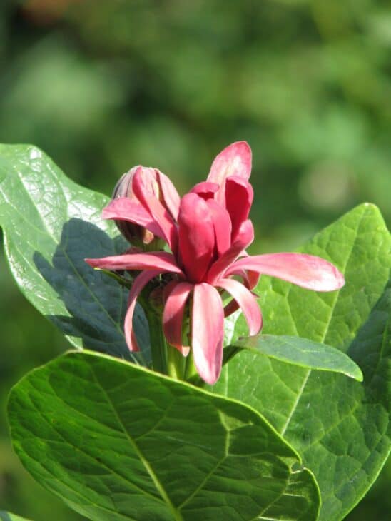 Calycanthus occidentalis