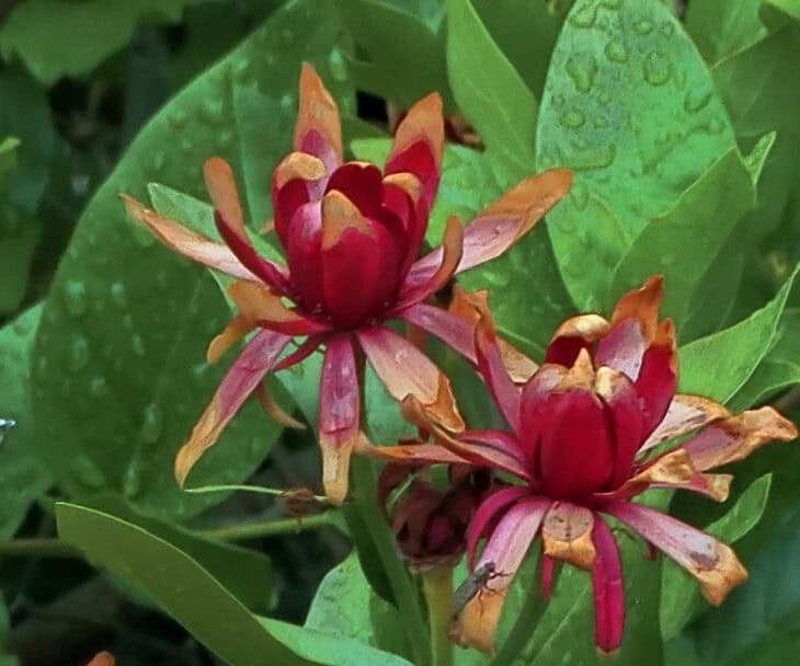 Calycanthus occidentalis
