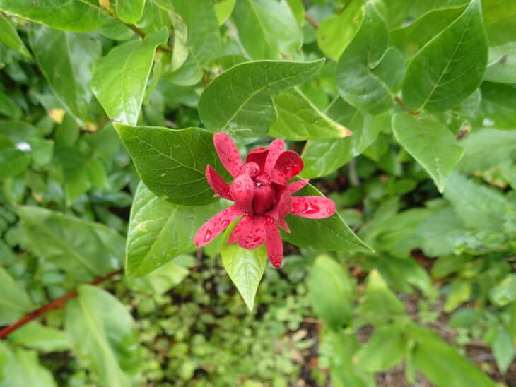 Calycanthus occidentalis