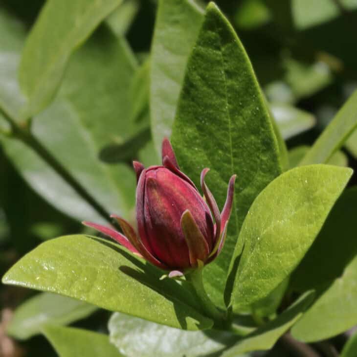 Calycanthus occidentalis