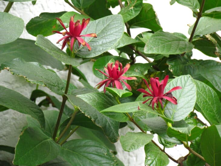 Calycanthus occidentalis