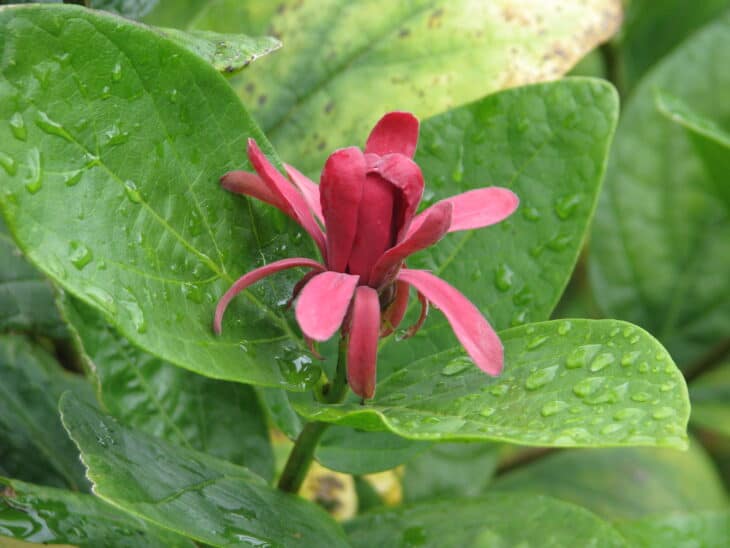 Calycanthus occidentalis