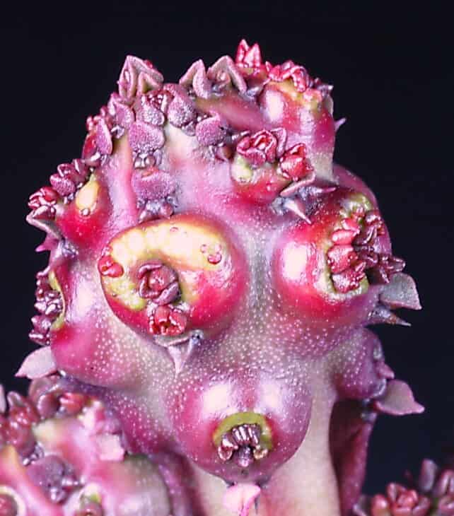 Candelabras Cactus (Euphorbia lactea)