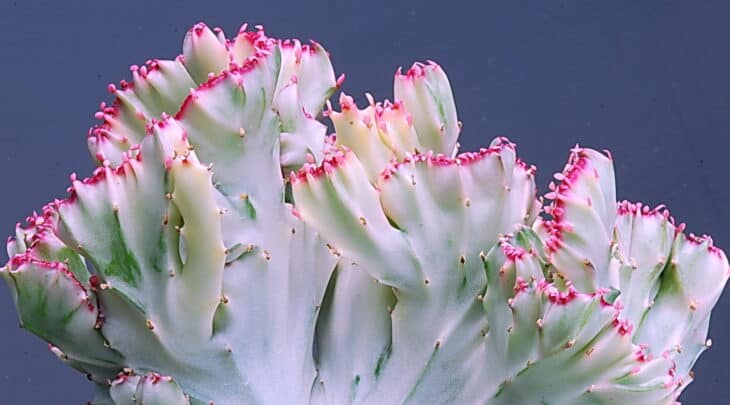 Candelabras Cactus (Euphorbia lactea)