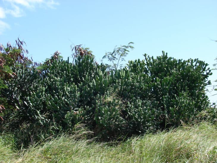 Candelabras Cactus (Euphorbia lactea)