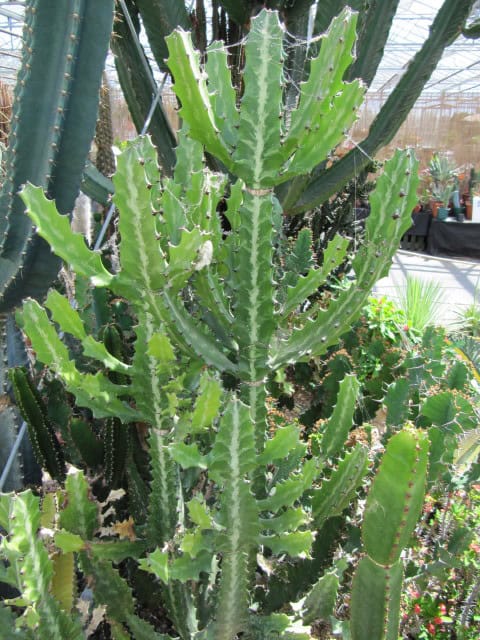 Candelabras Cactus (Euphorbia lactea)