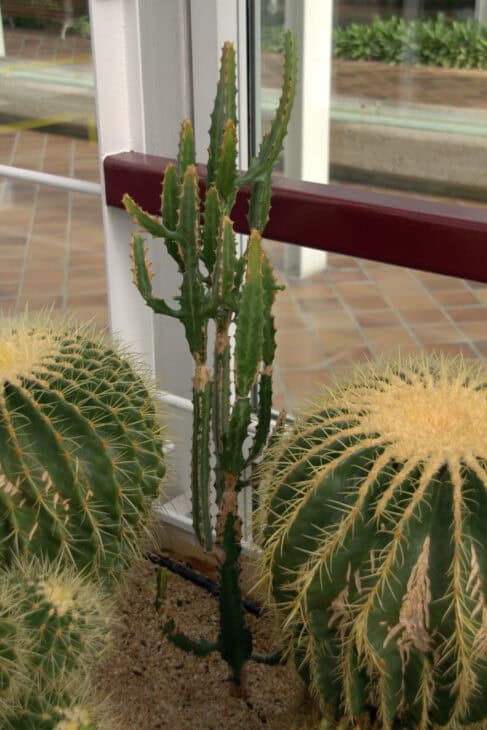 Candelabras Cactus (Euphorbia lactea)