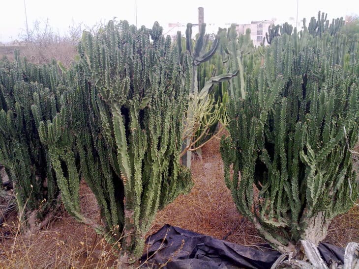Candelabras Cactus (Euphorbia lactea)