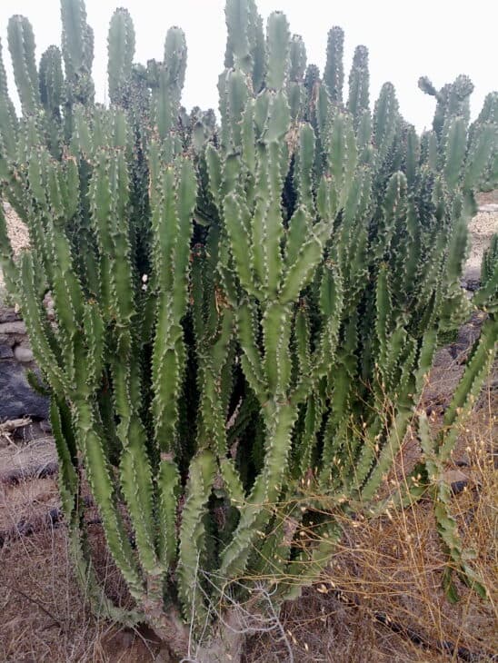 Candelabras Cactus (Euphorbia lactea)