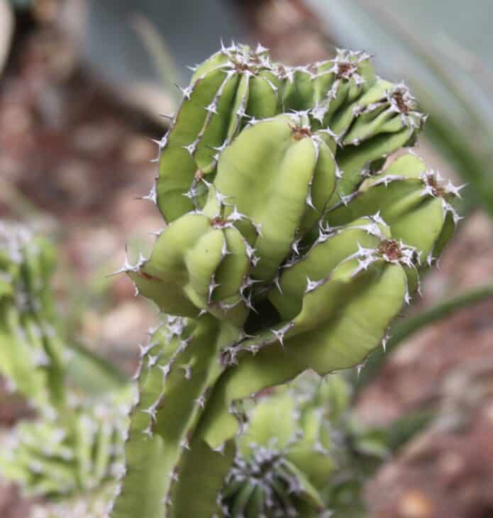 Candelabras Cactus (Euphorbia lactea)
