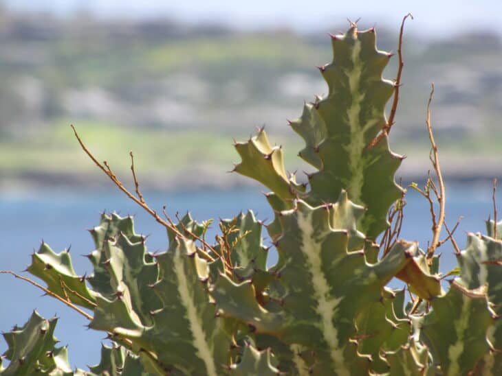 Candelabras Cactus (Euphorbia lactea)