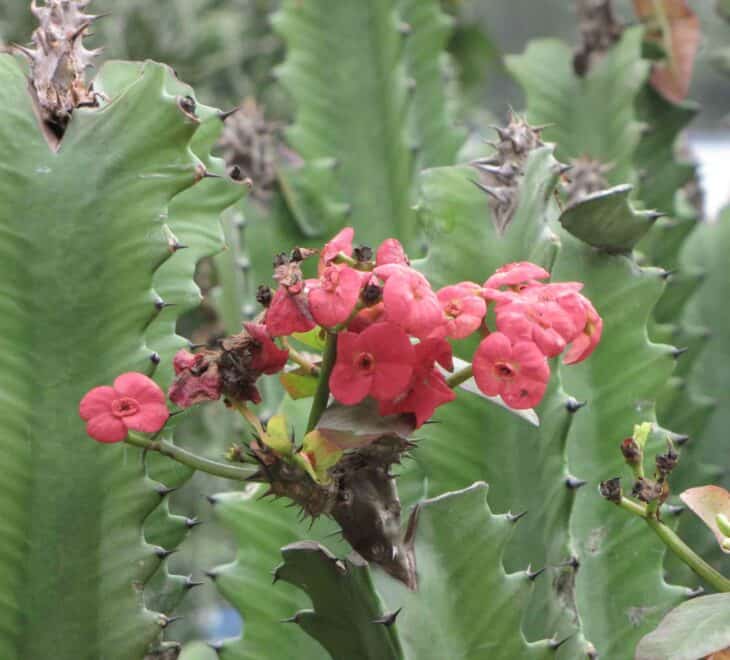 Candelabras Cactus (Euphorbia lactea)