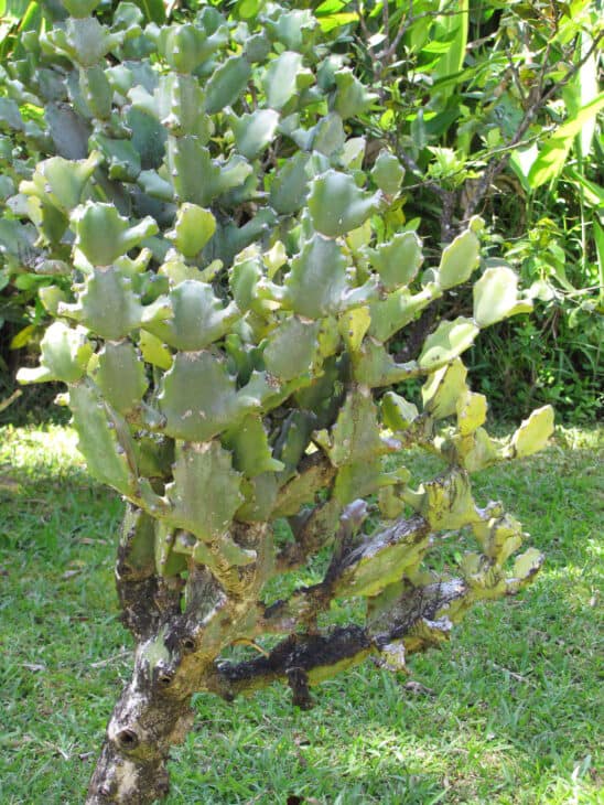 Candelabras Cactus (Euphorbia lactea)