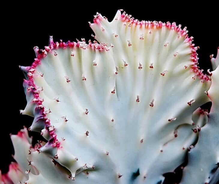 Candelabras Cactus (Euphorbia lactea)