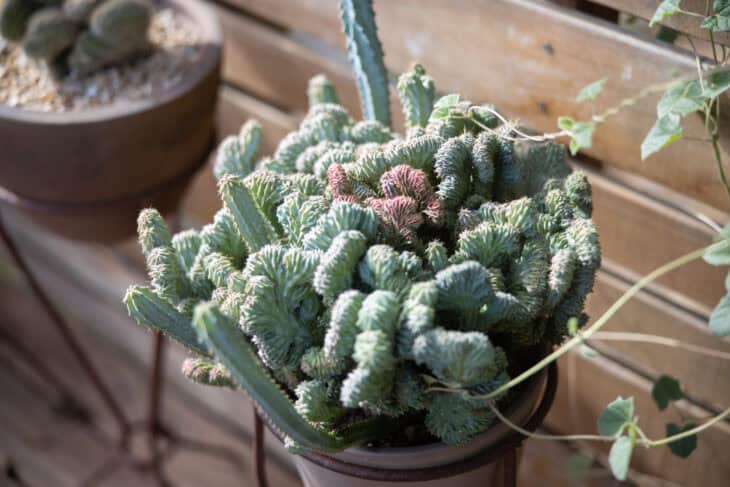 Candelabras Cactus (Euphorbia lactea)