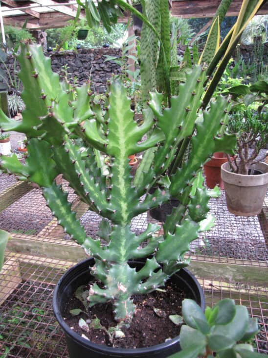 Candelabras Cactus (Euphorbia lactea)