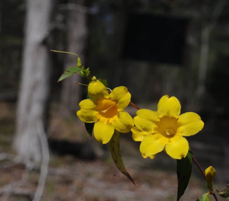 Carolina Jessamine (Gelsemium sempervirens)