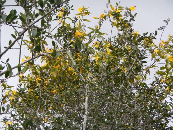 Carolina Jessamine (Gelsemium sempervirens)